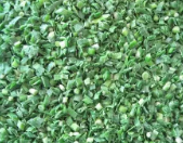 IQF CHIVES CUT 蒸煮冻韭菜