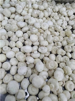 冻蒸煮双孢菇