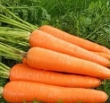 FRESH CARROT保鲜胡萝卜