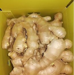 FRESH GINGER保鲜生姜