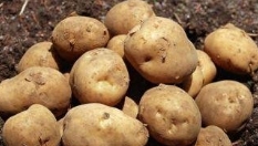 FRESH POTATO保鲜马铃薯
