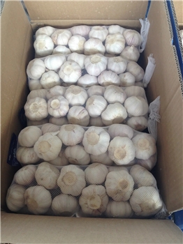 FRESH GARLIC 保鲜大蒜