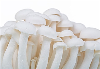 WHITE SHIMEJI MUSHROOM 白玉菇