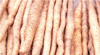 FRESH YAM 保鲜山药