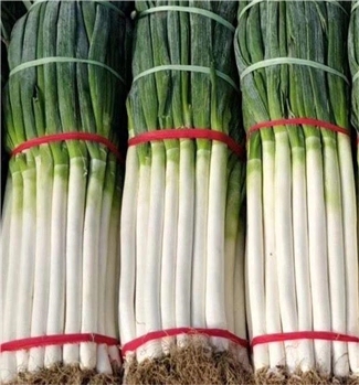 保鲜大葱