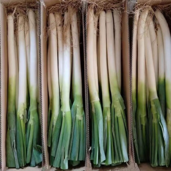 保鲜葱