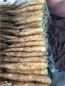 保鲜牛腿山药