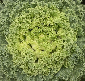 保鲜北京椰菜