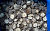 冻蒸煮香菇IQF SHITAKE MUSHROOM SLICE
